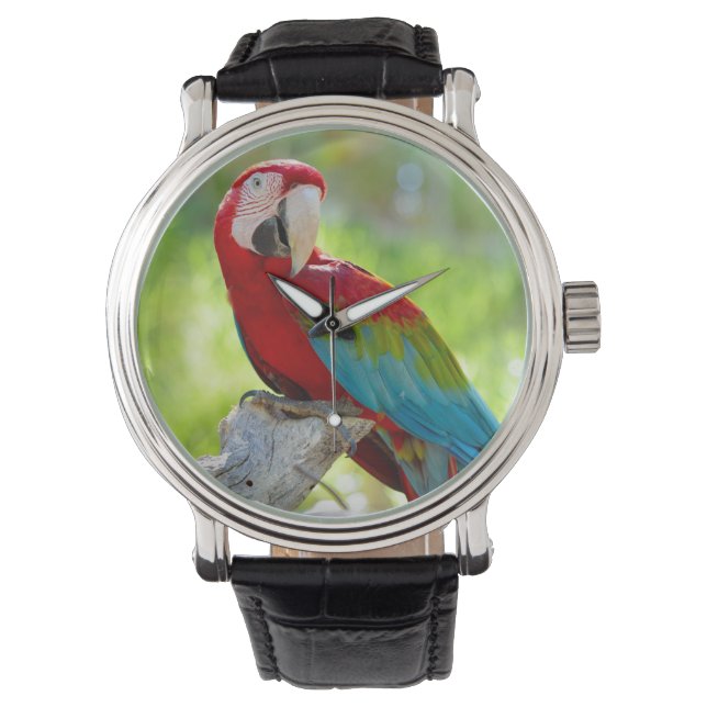 Macaw zittend op vertakking horloge (Voorkant)