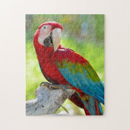 Macaw zittend op vertakking legpuzzel