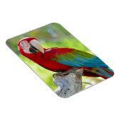 Macaw zittend op vertakking magneet (Rechterzijde)