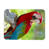 Macaw zittend op vertakking magneet (Horizontaal)