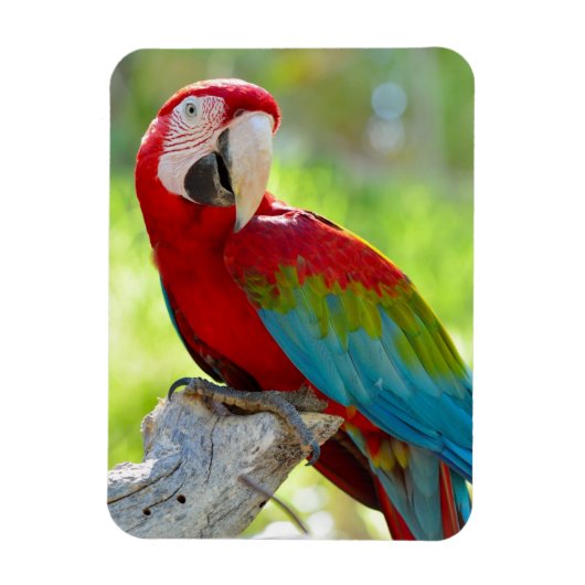 Macaw zittend op vertakking magneet (Verticaal)