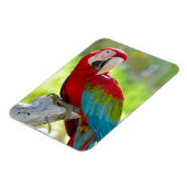 Macaw zittend op vertakking magneet (Linkerzijde)