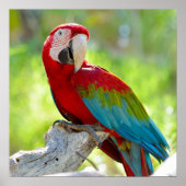 Macaw zittend op vertakking poster (Voorkant)