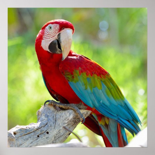 Macaw zittend op vertakking poster (Voorkant)