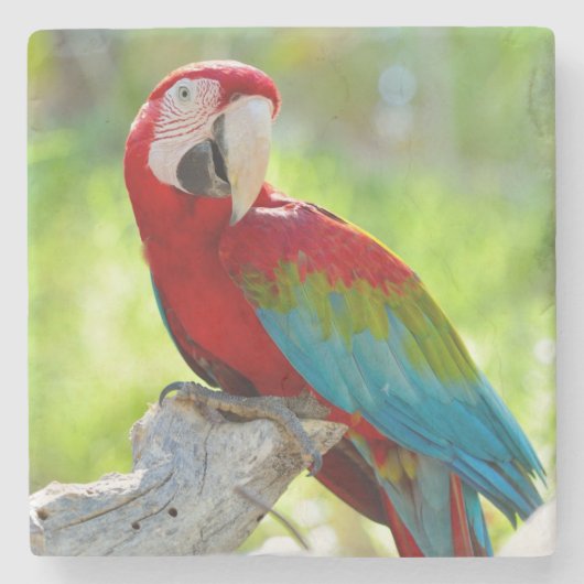 Macaw zittend op vertakking stenen onderzetter (Voorkant)