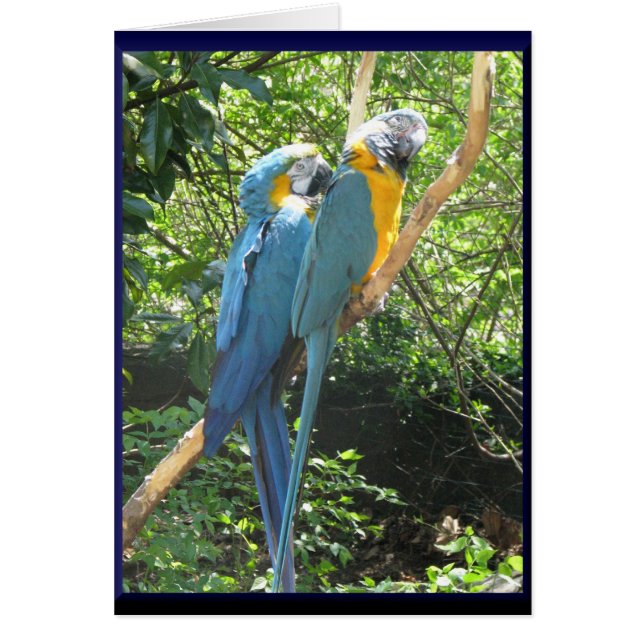 Macaws (Voorkant)