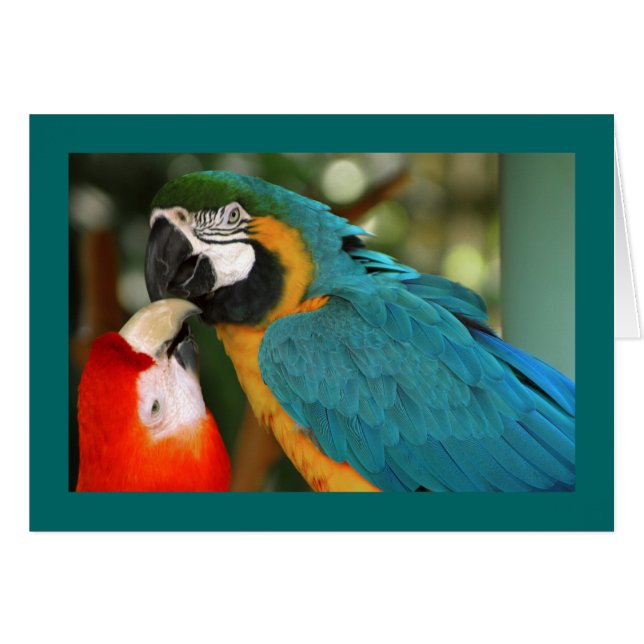 Macaws (Voorkant Horizontaal)