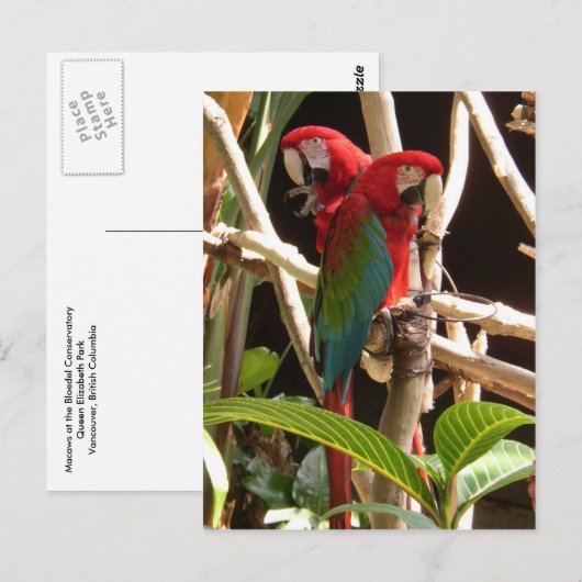 Macaws Briefkaart (Voorkant / Achterkant)