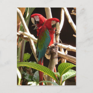 Macaws Briefkaart