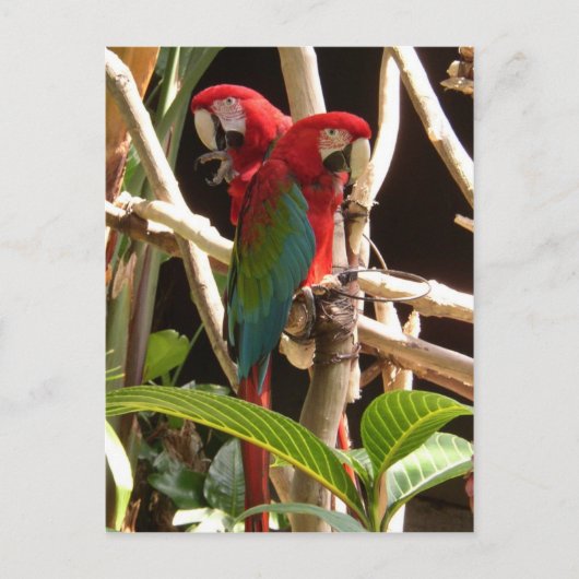 Macaws Briefkaart (Voorkant)