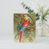 Macaws Briefkaart (Staand voorkant)