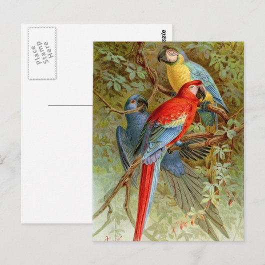 Macaws Briefkaart (Voorkant / Achterkant)
