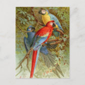 Macaws Briefkaart (Voorkant)