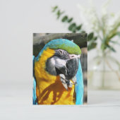 MACAWS BRIEFKAART (Staand voorkant)