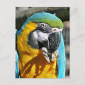 MACAWS BRIEFKAART (Voorkant)