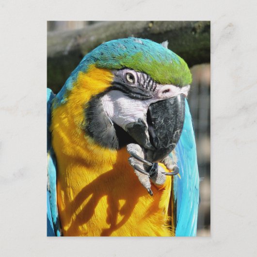 MACAWS BRIEFKAART (Voorkant)