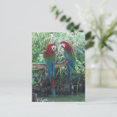 Macaws Briefkaart (Staand voorkant)
