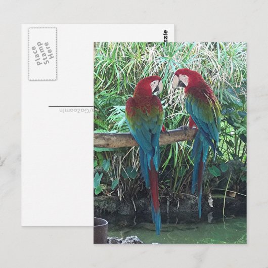 Macaws Briefkaart (Voorkant / Achterkant)