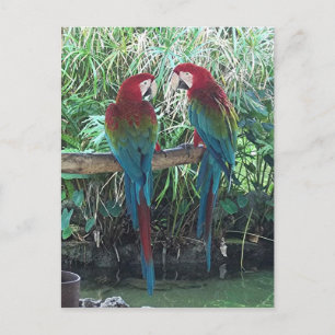 Macaws Briefkaart
