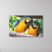 Macaws Canvas Afdruk (Voorkant)