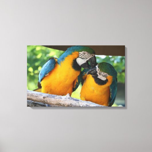 Macaws Canvas Afdruk (Voorkant)