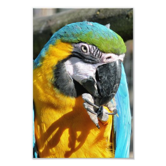 MACAWS FOTO AFDRUK (Voorkant)