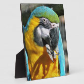 MACAWS FOTOPLAAT (Zijkant)