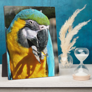 MACAWS FOTOPLAAT