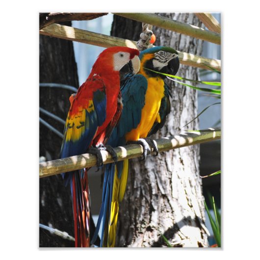 Macaws in Key West Foto Afdruk (Voorkant)