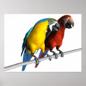 Macaws in Liefde Poster (Voorkant)