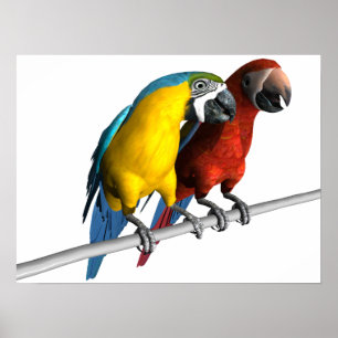 Macaws in Liefde Poster