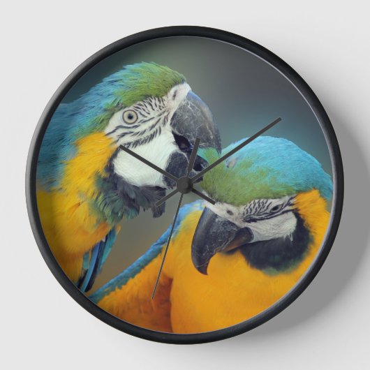 Macaws in love (Voorkant)