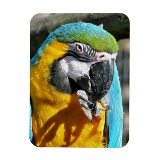 MACAWS MAGNEET (Verticaal)