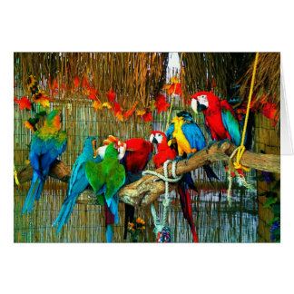 Macaws op parade