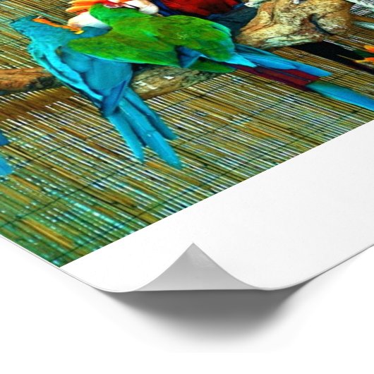 Macaws op parade poster (Hoek)