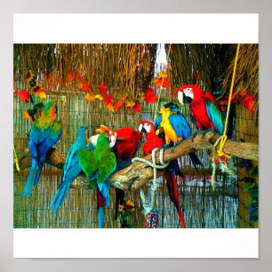 Macaws op parade poster
