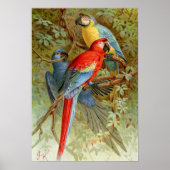 Macaws Poster (Voorkant)