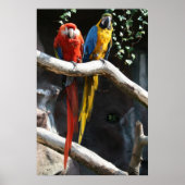 Macaws Poster (Voorkant)