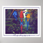 Macaws - Poster (Voorkant)