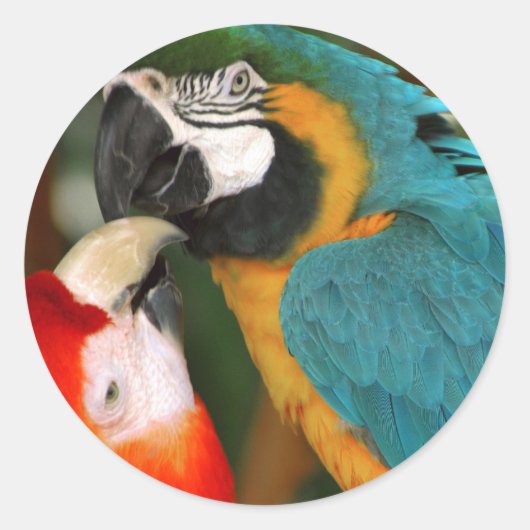 Macaws Ronde Sticker (Voorkant)