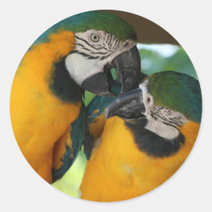 Macaws Ronde Sticker