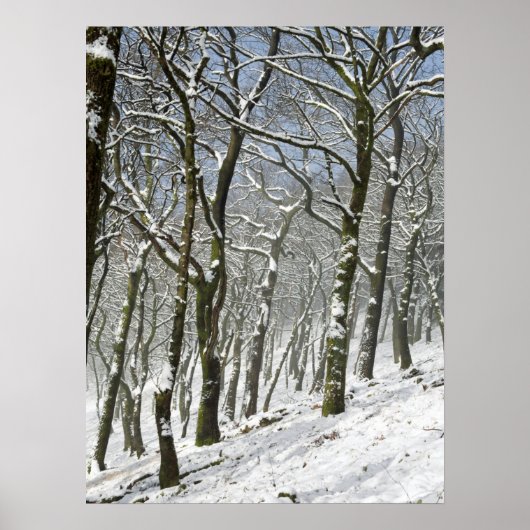 Macclesfield Forest Winterkaart Canvasprint Poster (Voorkant)