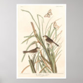 MacGillivray's Finch van Audubon Poster (Voorkant)