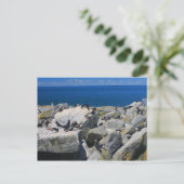 Machias Seal Atlantic Puffins Razorrekeningen Briefkaart (Staand voorkant)