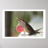 Macho Anole Poster (Voorkant)