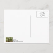 Machtige Engel Eik Briefkaart (Achterkant)