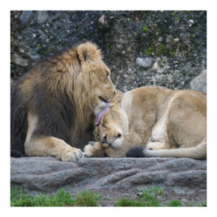 Machtige Leeuw Love Foto Afdruk