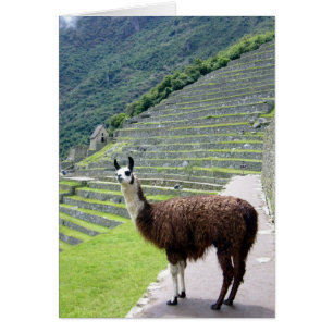 machu llama