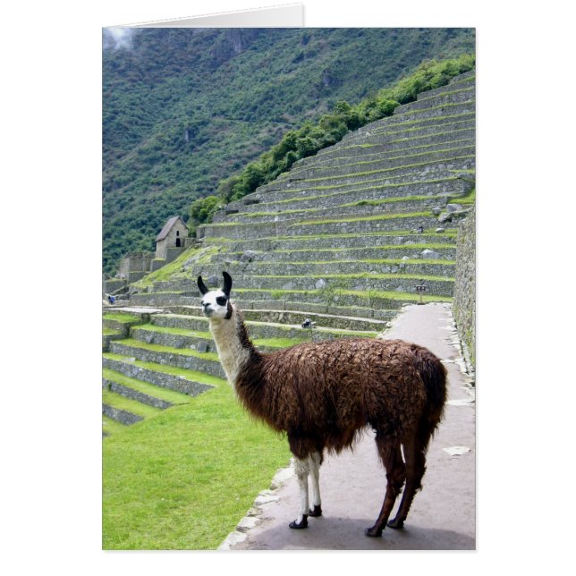 machu llama (Voorkant)