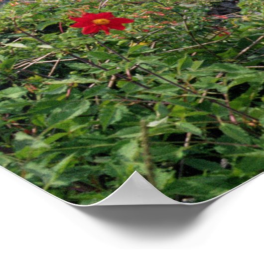 Machu Picchu, Peru Poster (Hoek)